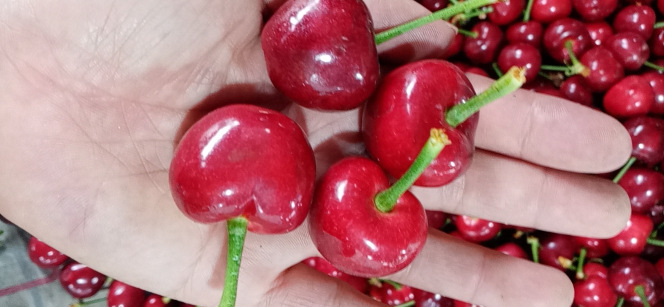 天魔星坦率的能手