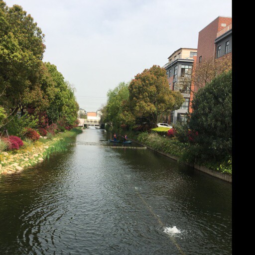 爱吃洋葱炒菇的鸢尾