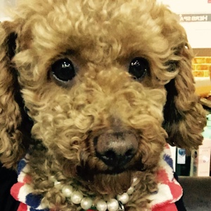 多多汪的美好生活