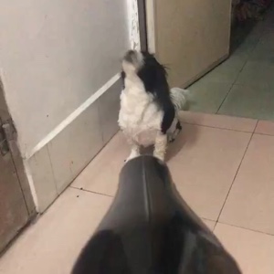 哇哈哈呀哇哈哈的