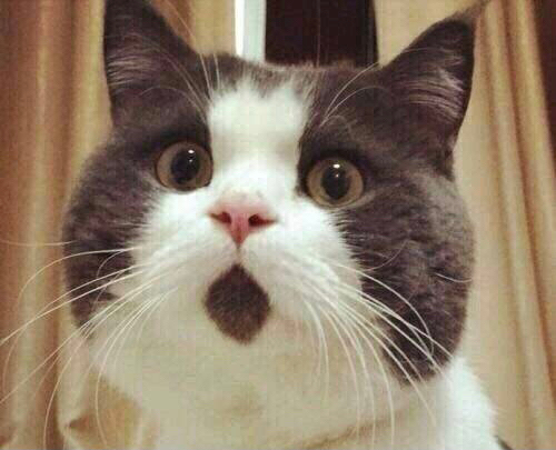 大学路白羊座瓜子