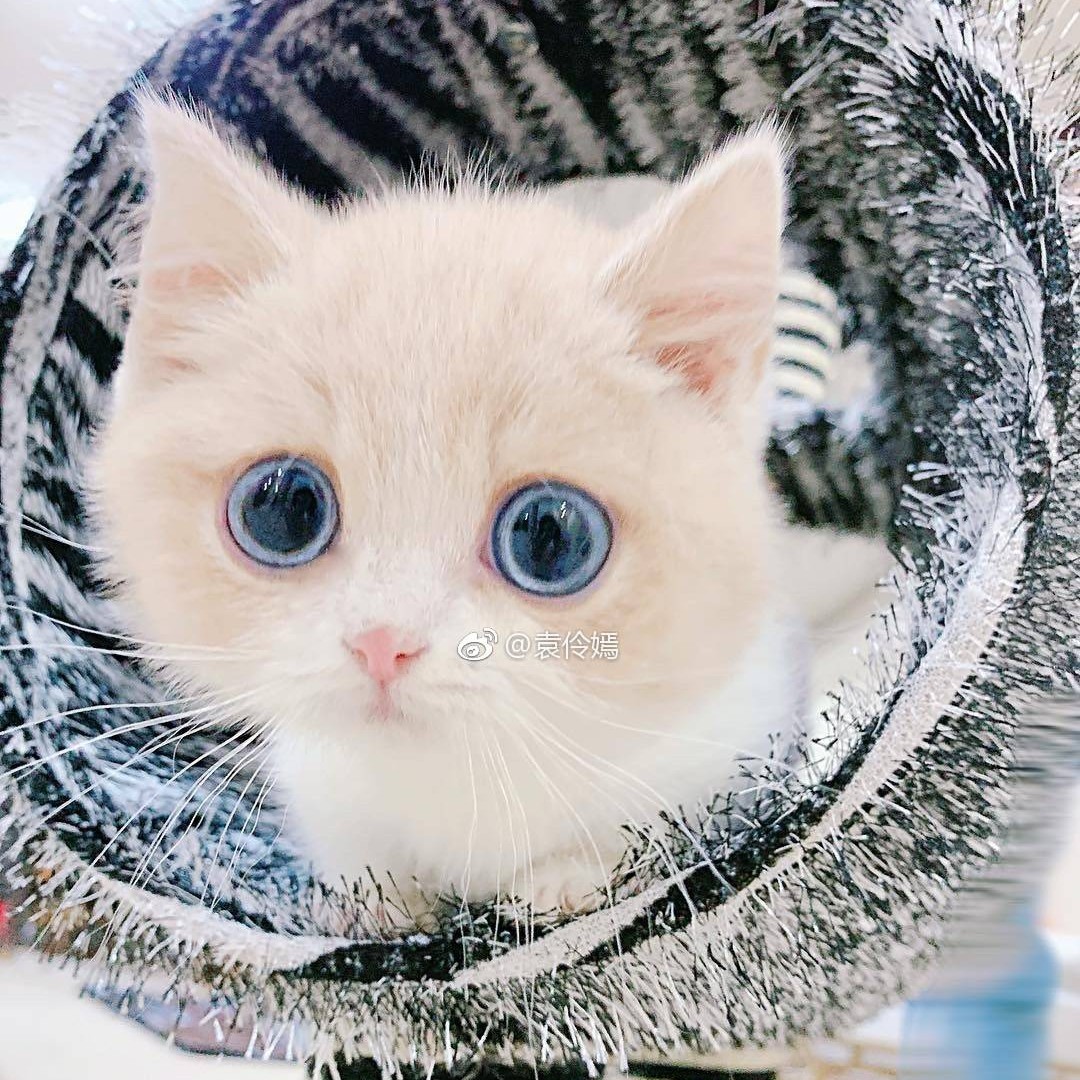 梦里寻宝贝千百度