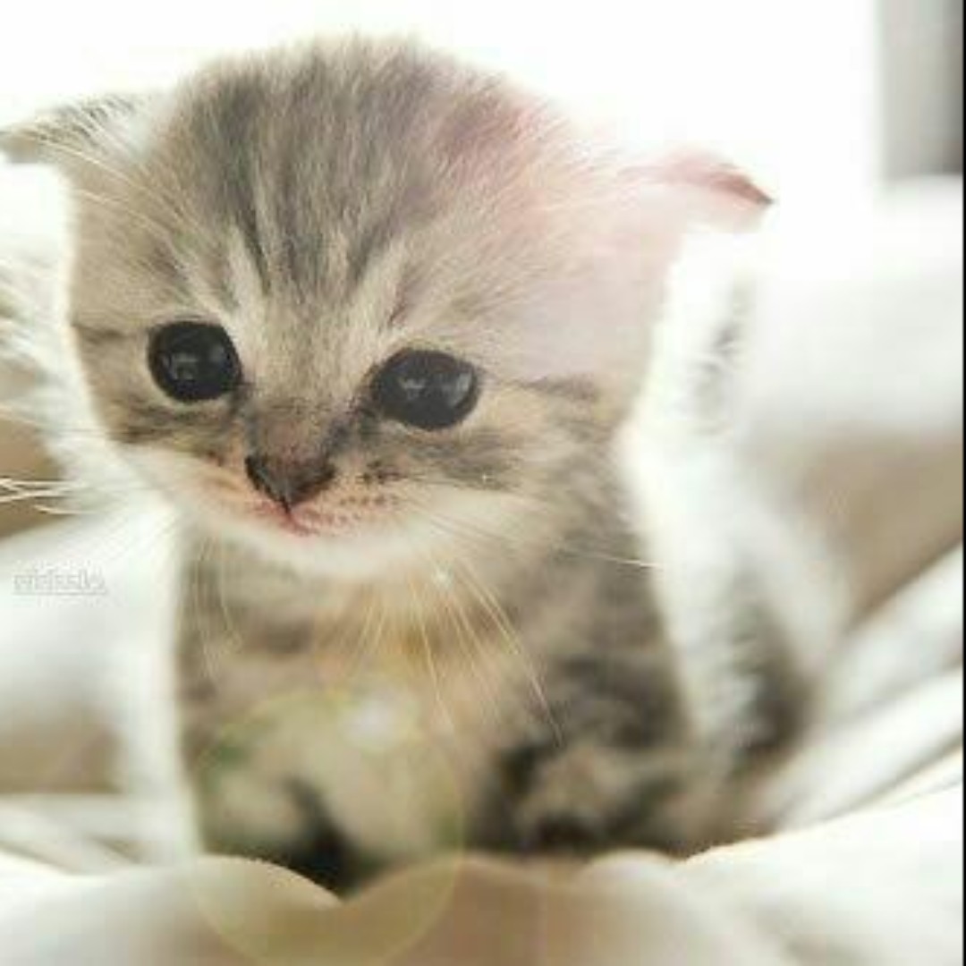 绿油油的葛缕子属