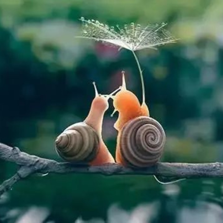 那个夏天的未闻花名