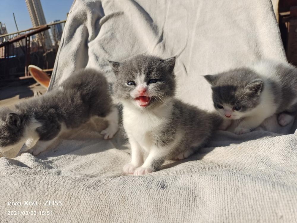 家有萌喵几多愁