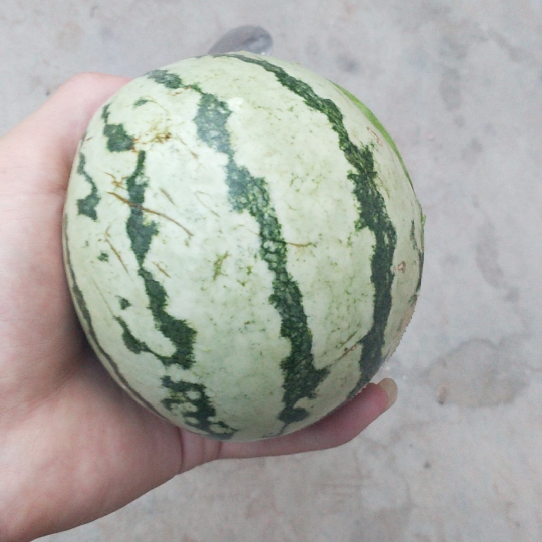 小巨人白开水56