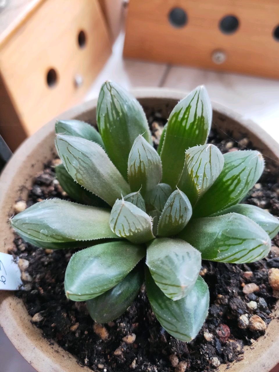 四角吞金兽之买买