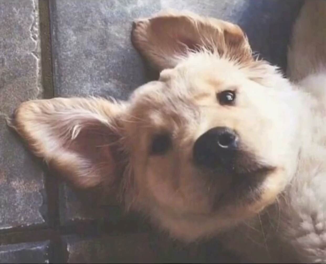 沙拉小巨人包裹