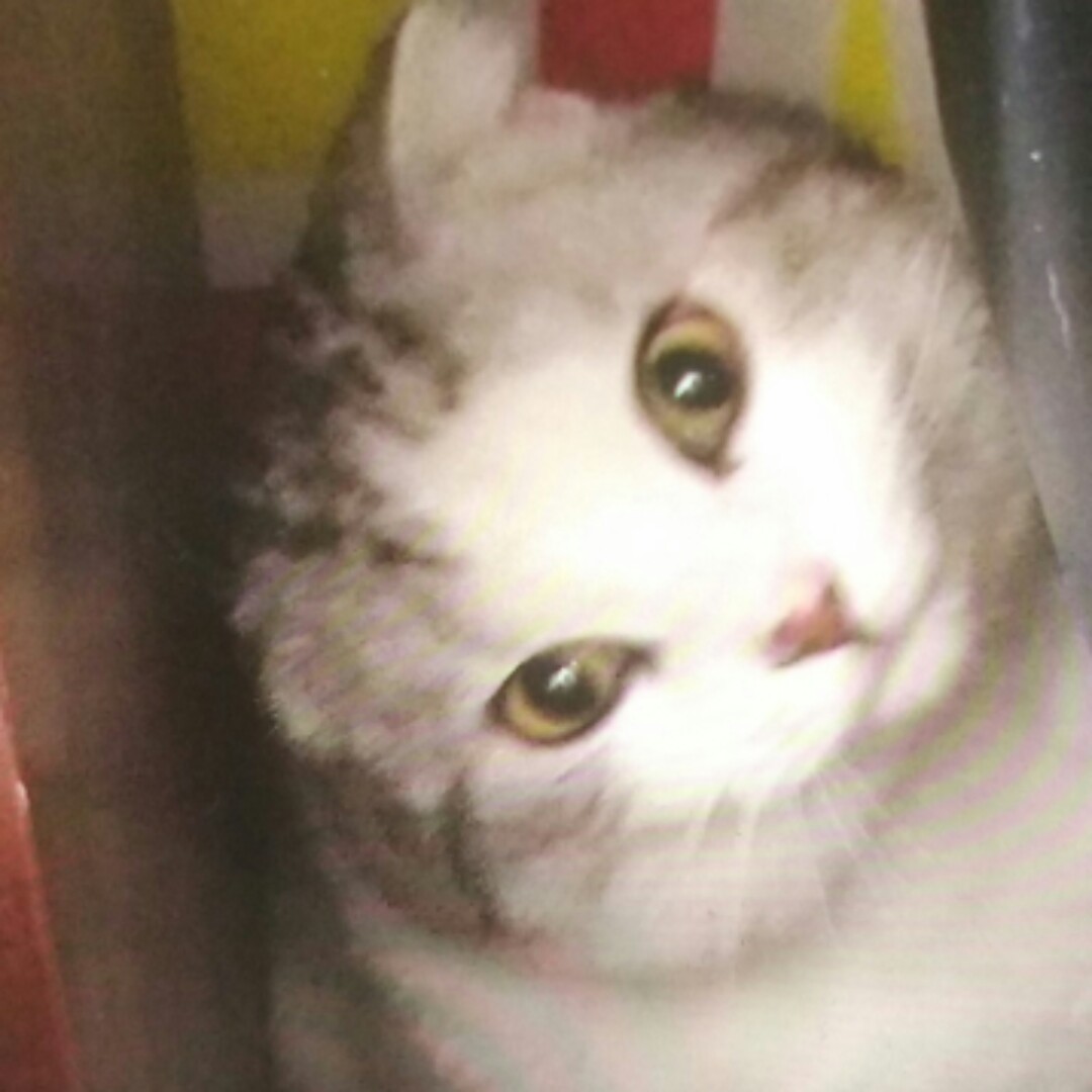 静丽梅诺熠晨184