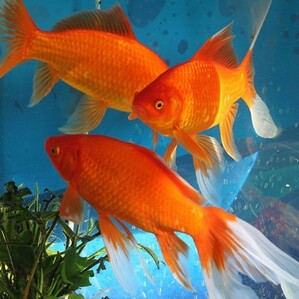 爱吃双色松糕的千纸鹤