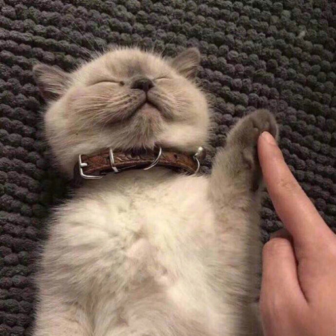 腻腻不歪歪仙女