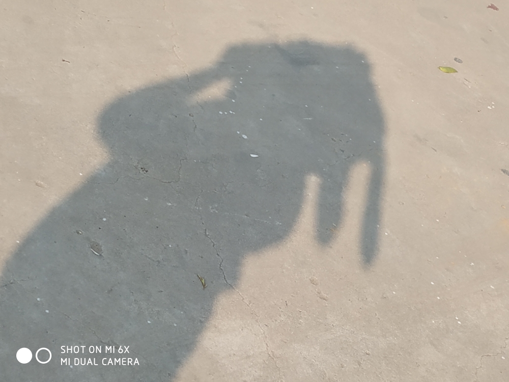 刺猬有颗小虎牙。