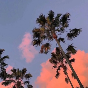 爱吃樱桃番茄的弗兰克