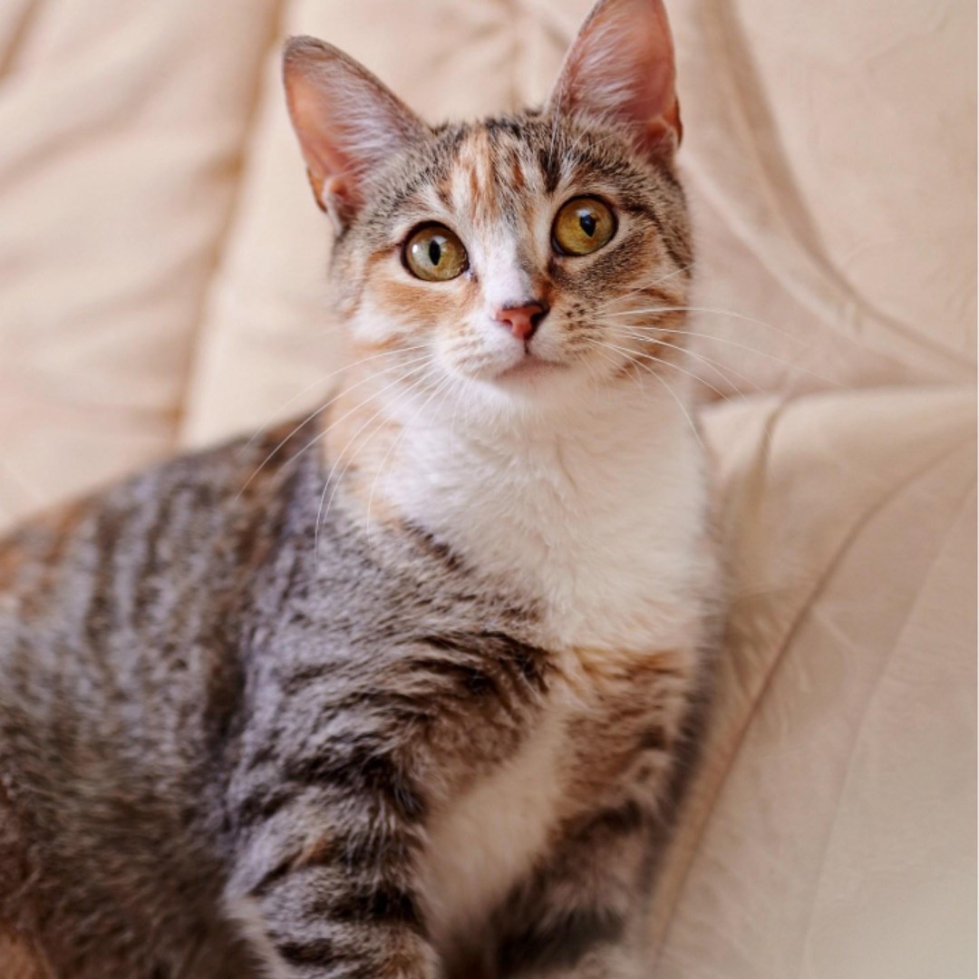 香水百合1122336658