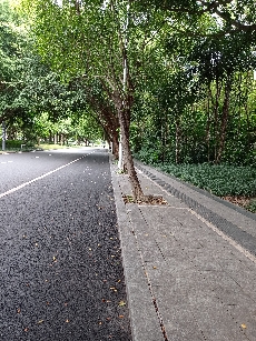 猎鹰有决心王领