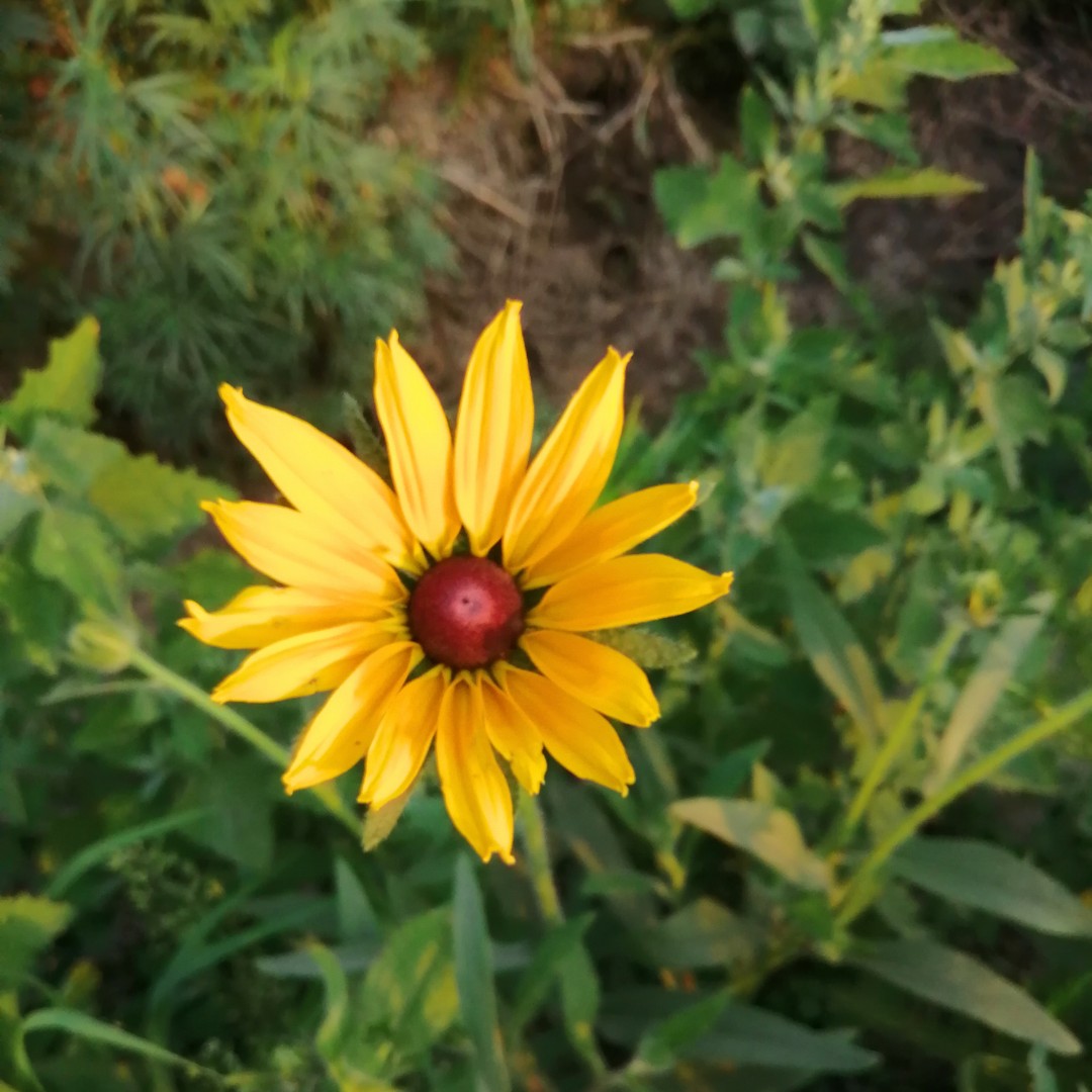 嫩绿的爪哇肉桂