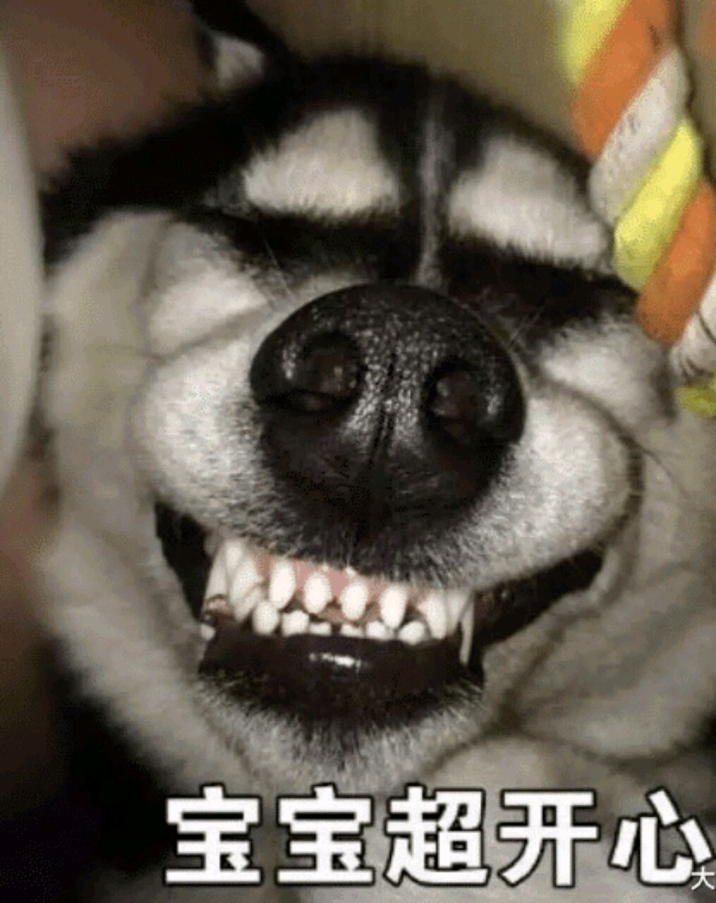 会飞的砖头^(00)^