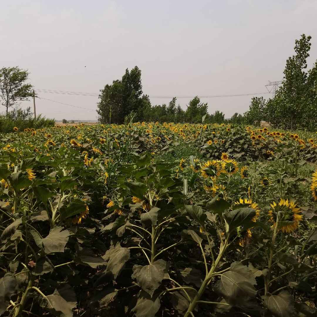 无烟的结局hybQAQ