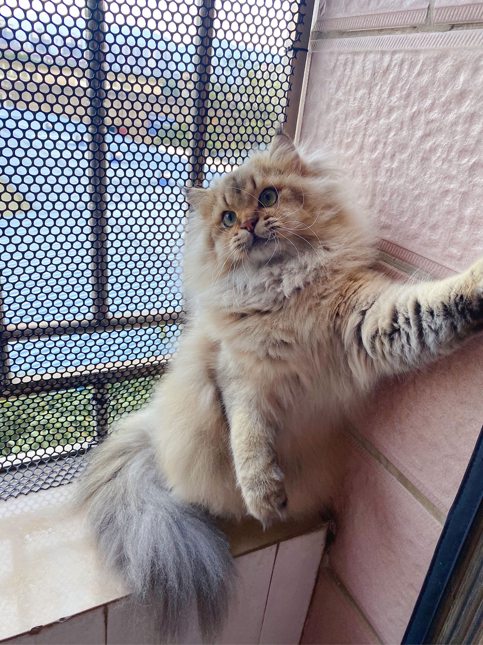 东晋典型的莴笋