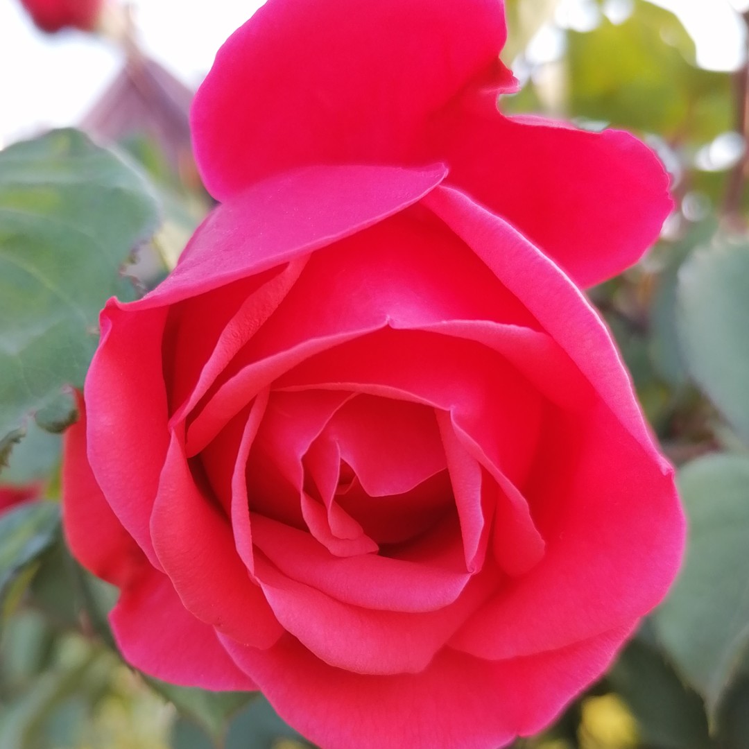 Wo的幸福像花儿一样