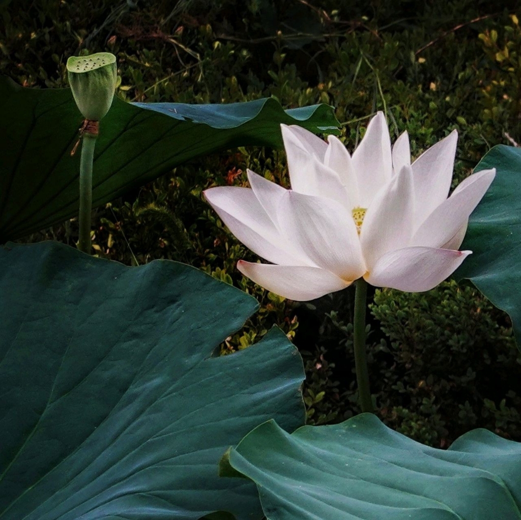 梓默禅杺