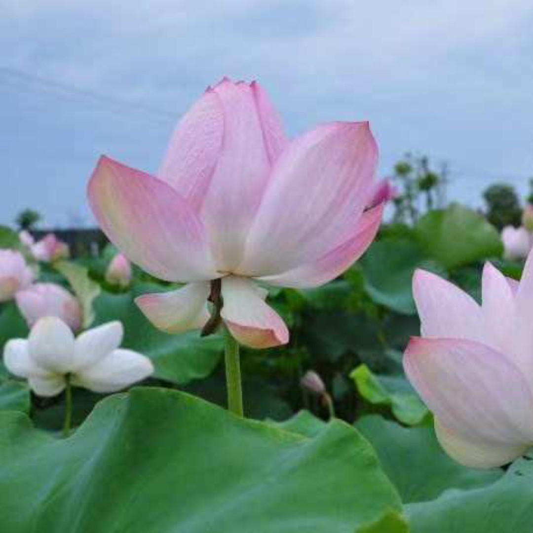 爱吃小窝头的美女