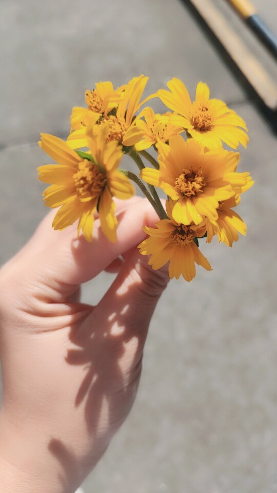 砖红色的拟赤竹组