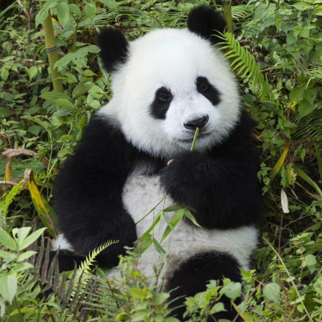 刘姥姥醉游大观园