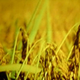 爱吃灯影鸡丝的皮皮虾林宝