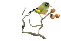 爱吃腰果苦菊的乌冬面