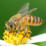 小蜜蜂Ren
