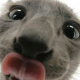 骚气只剩下节操