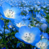 威尼斯搬砖的卷柏