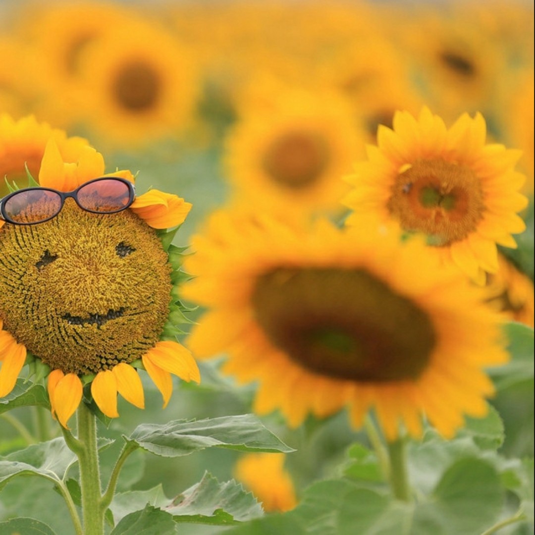 杨树的快乐生活880