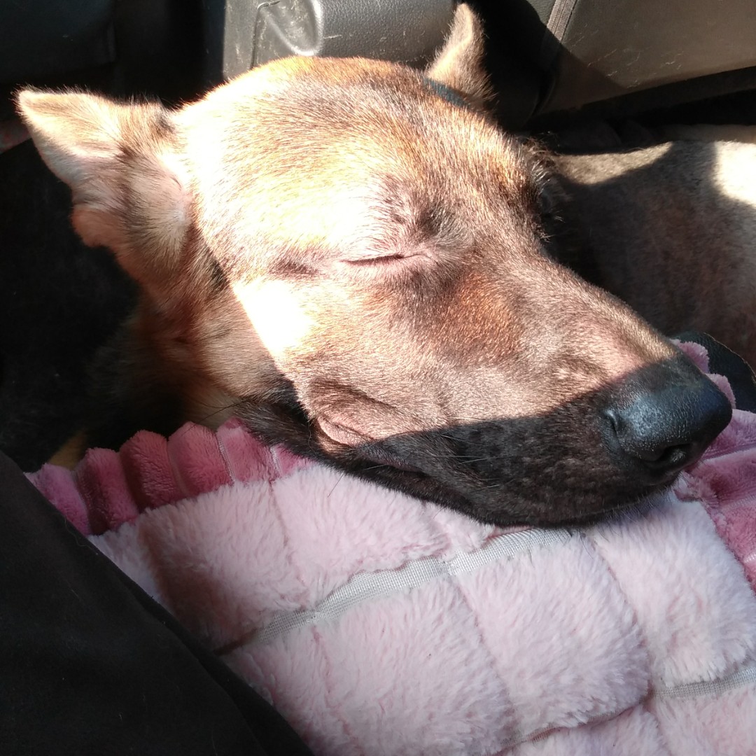 很皮、的小德牧