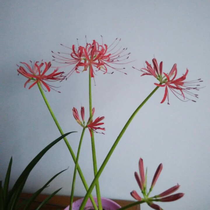 我不是我下决心