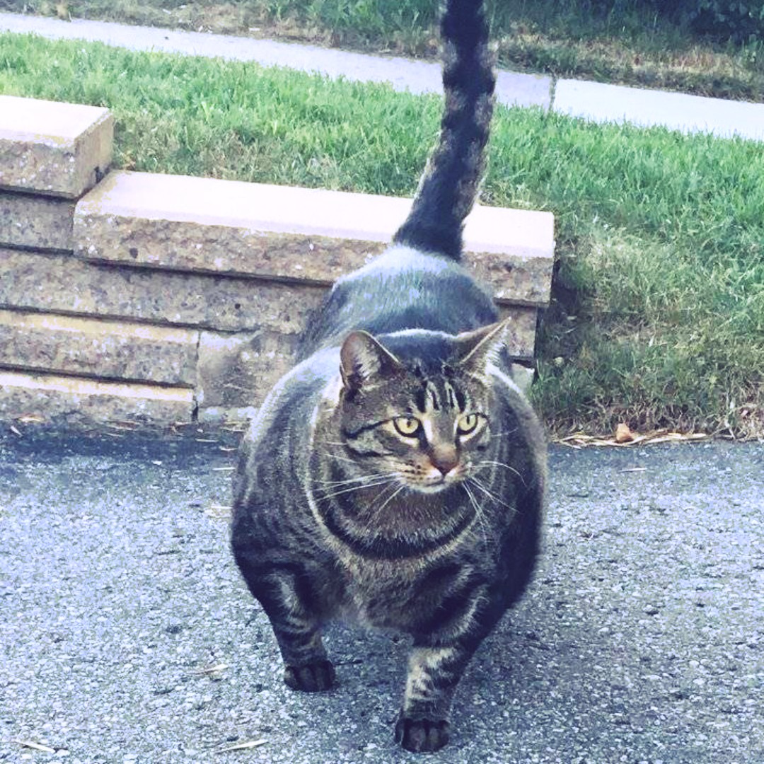 爱吃东北大酱的胖虎19