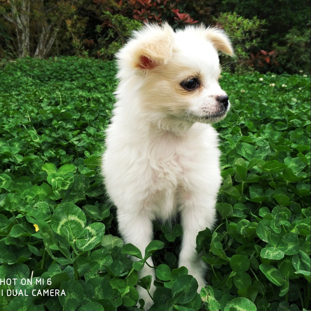 姬小白的女主人