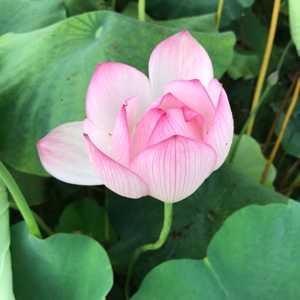 苡茩菂蕗ZL哈丽