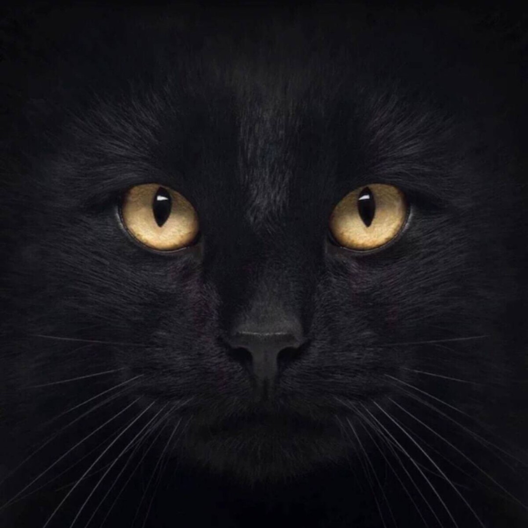 铁红色的万德鱼空超会玩