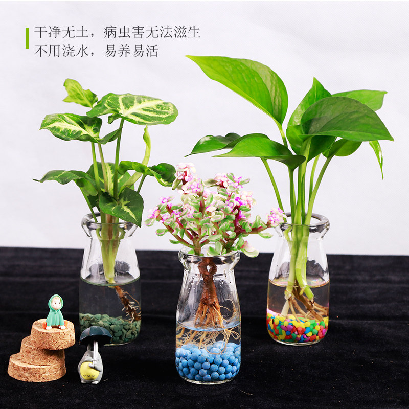 迷你水培植物绿萝室内客厅卧室绿植盆栽四季好养吸甲醛净化空气