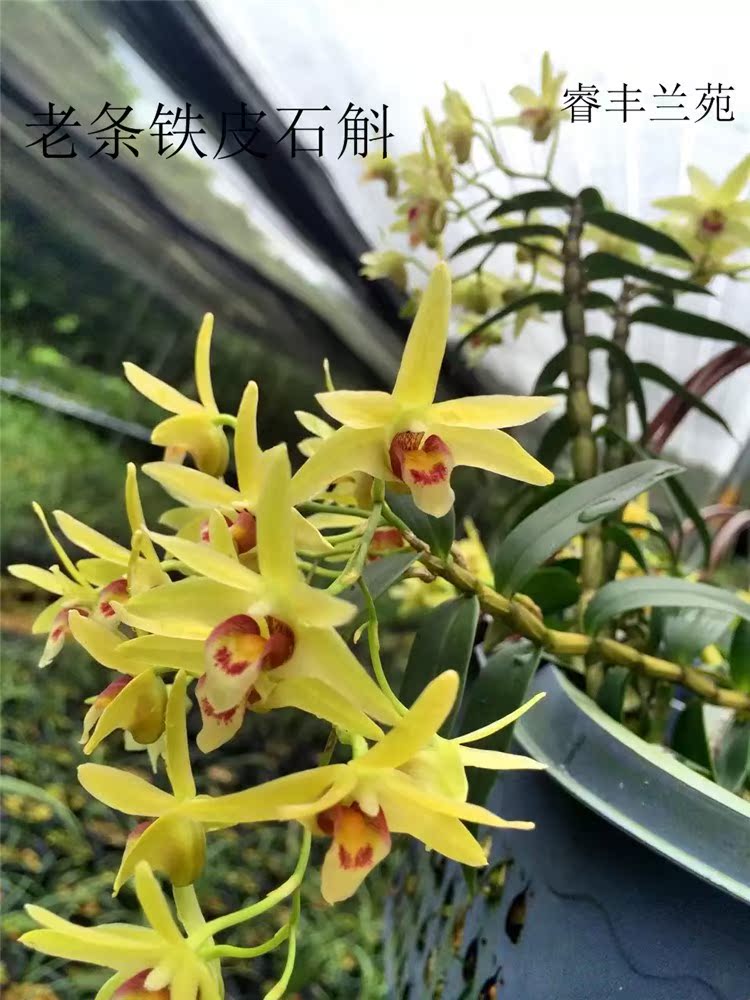 2018石斛苗正宗野生石斛兰花卉盆栽种苗防野生种植非带原基土铁皮