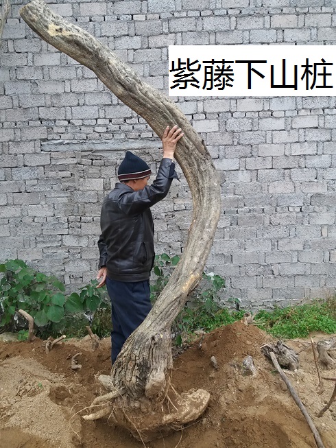 杜鹃盆景野生映山红国旗红杜鹃花苗下山桩树熟桩绿植盆栽紫藤黄荆