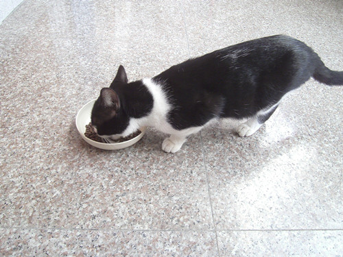 0元试用2kg鲜肉猫粮好用吗什么牌子哪个国家的,亲自使用体验(以名人之名同款),第11张 0元试用2kg鲜肉猫粮好用吗什么牌子哪个国家的,亲自使用体验(以名人之名同款),第11张