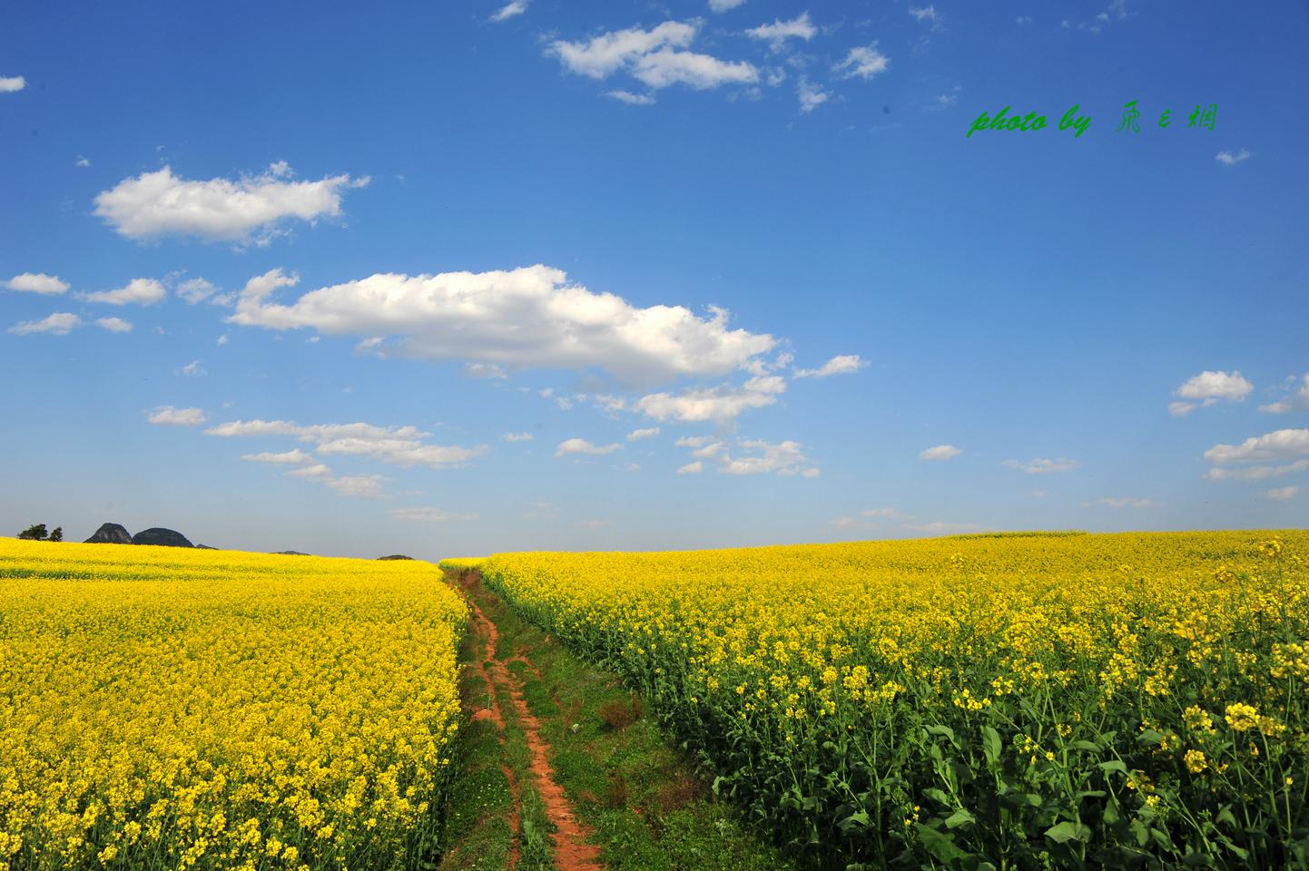 罗平油菜花文化旅游节景区天气预报