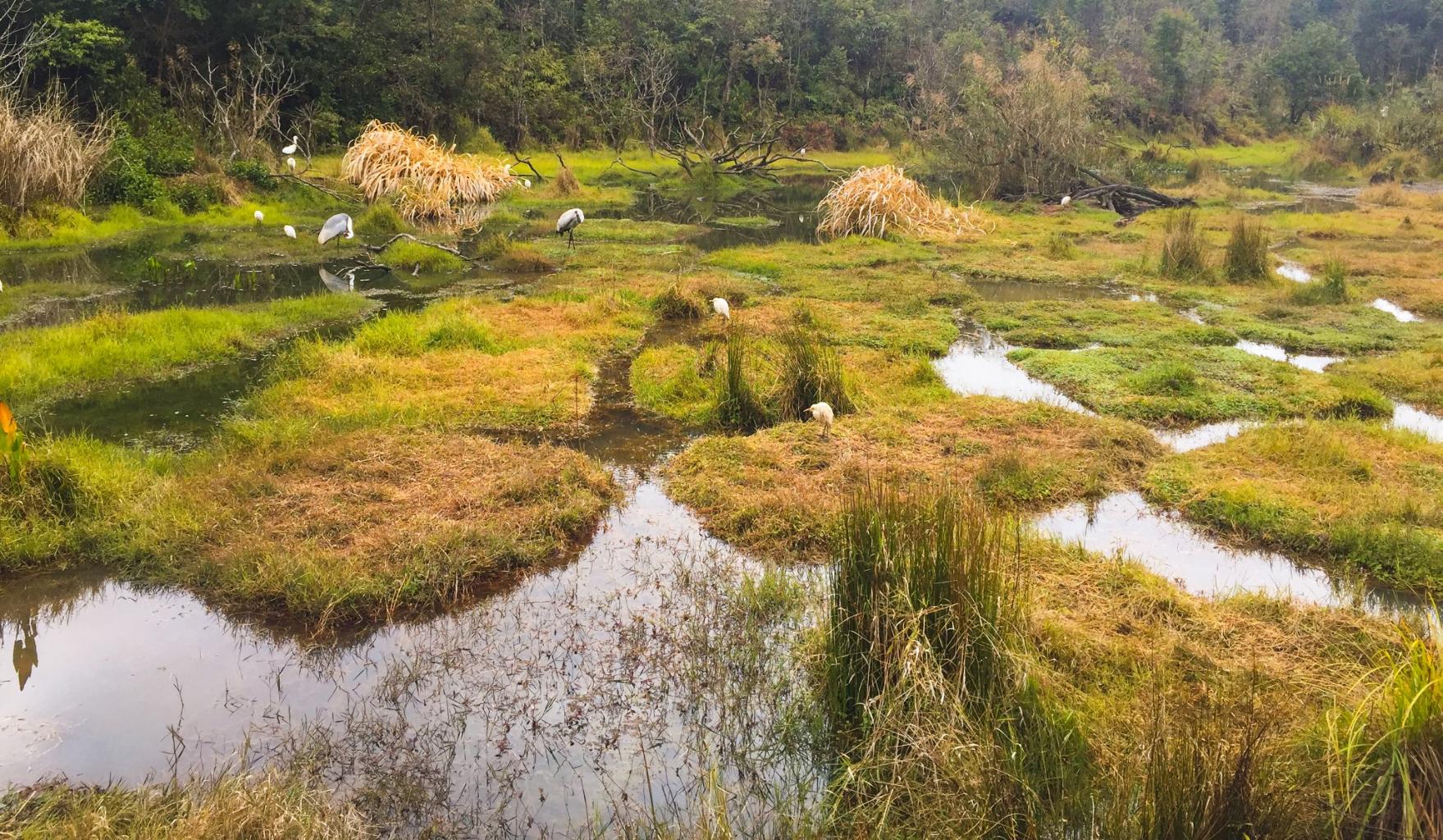 【普洱鱼鹰抓鱼天气预报】最新实时一周天气,普洱旅游指数/交通指数