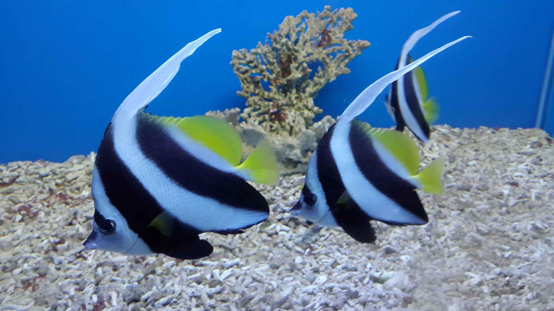 海洋之窗