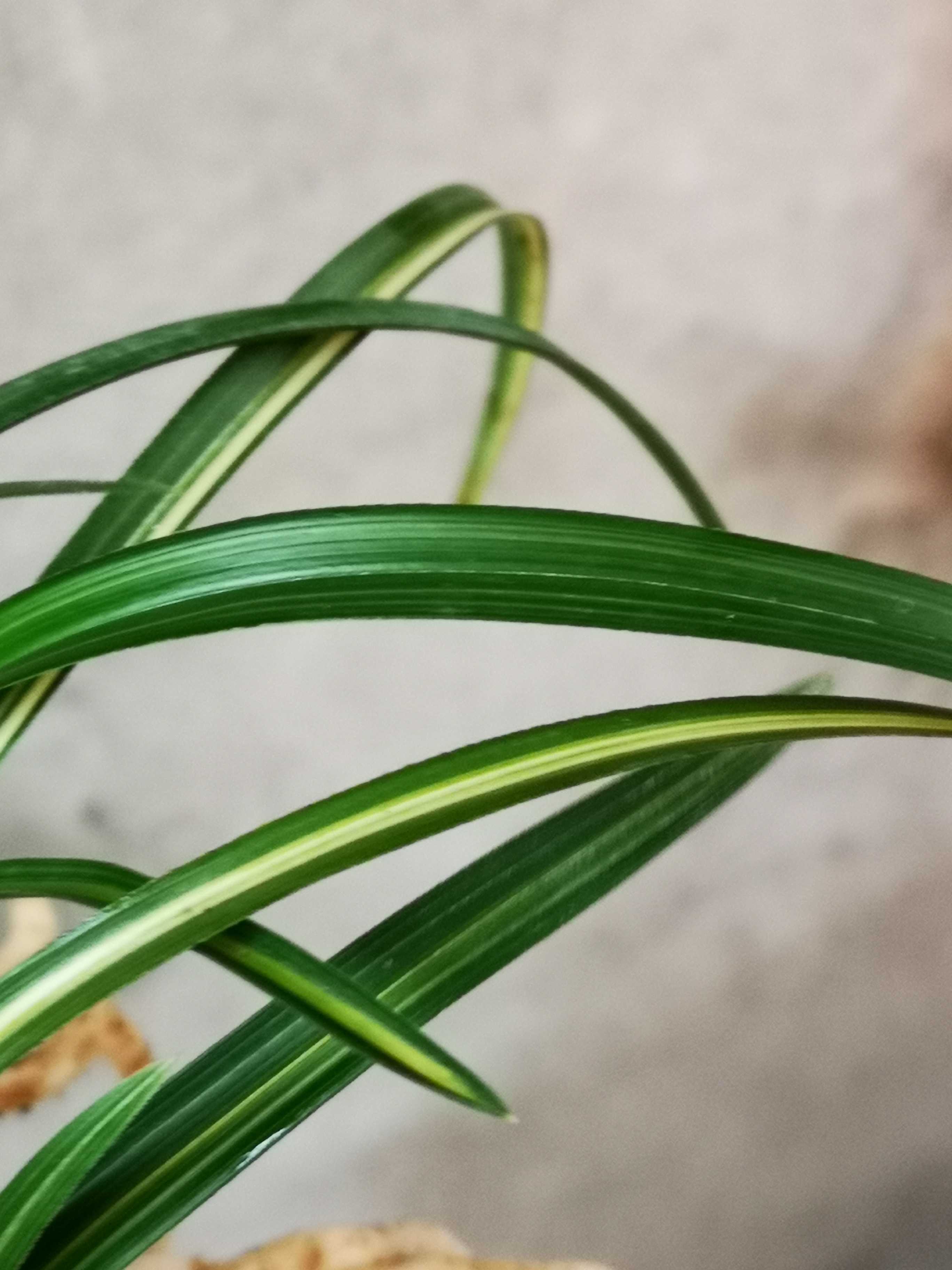 一物一拍实物兰花苗兰草蕙兰硬叶质木纹草带大帽子丝草未见花图片