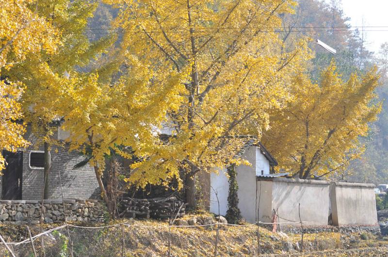 中国千年银杏谷