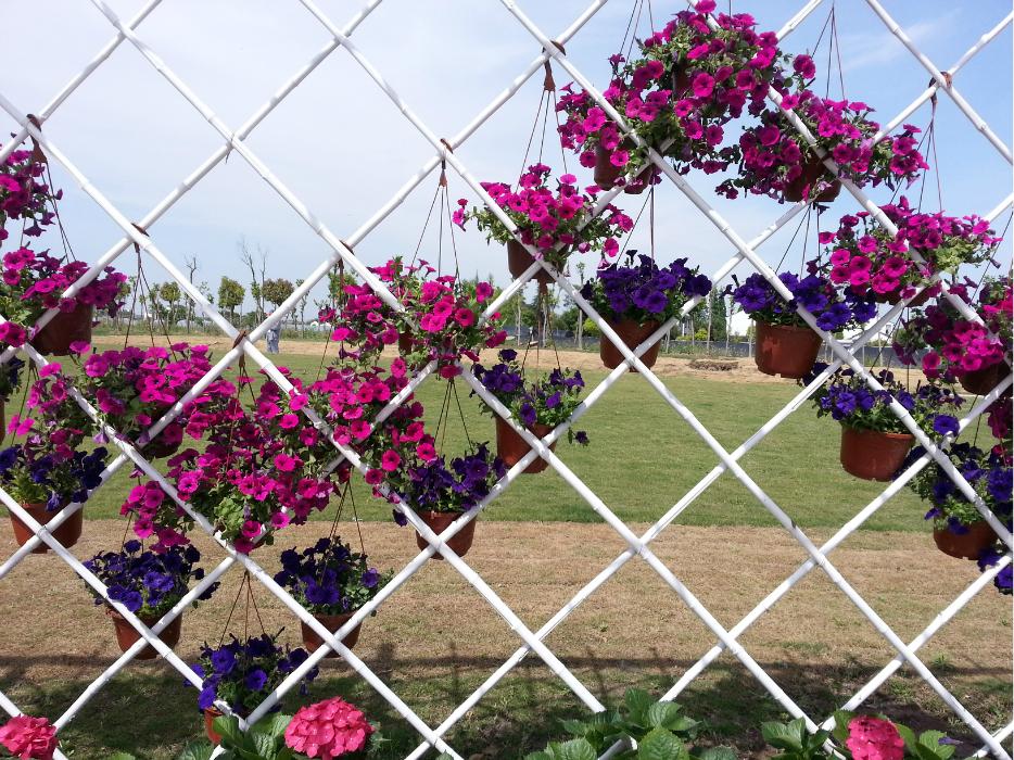 浦江玫瑰园景区天气预报